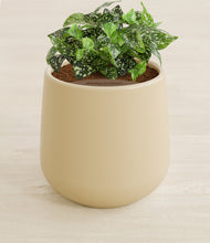 Load image into Gallery viewer, Almond Green stand:all