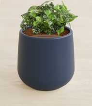 Load image into Gallery viewer, Deep Navy stand:all