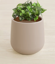 Load image into Gallery viewer, Eternal Gray stand:all