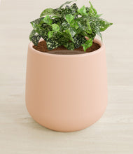 Load image into Gallery viewer, Gentle Pink stand:all