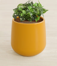 Load image into Gallery viewer, Mustard stand:all