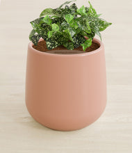 Load image into Gallery viewer, Calm Rose stand:all