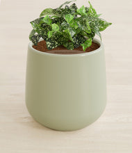 Load image into Gallery viewer, Turquoise stand:all