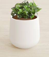 Load image into Gallery viewer, White stand:all