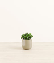 Load image into Gallery viewer, Sage Green*****Profile