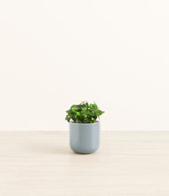 Load image into Gallery viewer, Misty Blue*****Profile