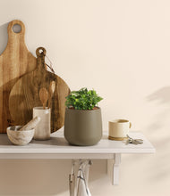 Load image into Gallery viewer, Olive