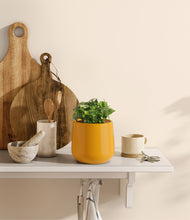 Load image into Gallery viewer, Mustard