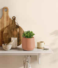 Load image into Gallery viewer, Calm Rose