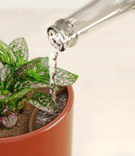 Load image into Gallery viewer, Glossy Red stand:all