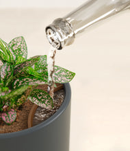 Load image into Gallery viewer, Iron Gray stand:all