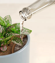 Load image into Gallery viewer, Misty Blue stand:all