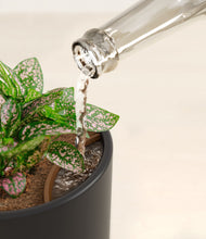 Load image into Gallery viewer, Stone Black stand:all