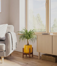 Load image into Gallery viewer, Mustard stand:walnut