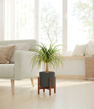 Load image into Gallery viewer, Dark Olive stand:walnut