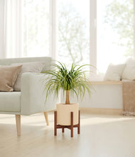 Load image into Gallery viewer, Cream stand:walnut