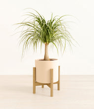 Load image into Gallery viewer, Cream stand:bamboo