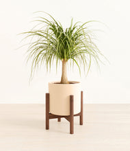 Load image into Gallery viewer, Cream stand:walnut