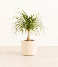 Load image into Gallery viewer, Cream*****Profile