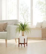 Load image into Gallery viewer, White stand:walnut