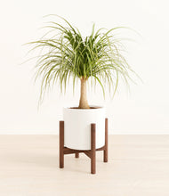 Load image into Gallery viewer, White stand:walnut