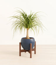 Load image into Gallery viewer, Deep Navy stand:walnut