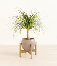 Load image into Gallery viewer, Desert Brown stand:bamboo