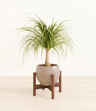 Load image into Gallery viewer, Desert Brown stand:walnut