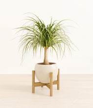 Load image into Gallery viewer, Shiny EggWhite stand:bamboo