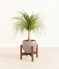 Load image into Gallery viewer, Winter Clouds stand:walnut