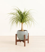 Load image into Gallery viewer, Deep Ocean stand:walnut