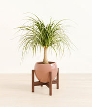 Load image into Gallery viewer, Calm Rose stand:walnut