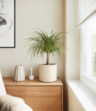 Load image into Gallery viewer, Cream