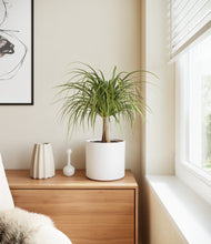 Load image into Gallery viewer, White