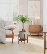 Load image into Gallery viewer, Sage Green stand:walnut