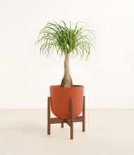 Load image into Gallery viewer, Earth Red stand:walnut