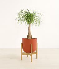 Load image into Gallery viewer, Earth Red stand:bamboo