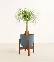 Load image into Gallery viewer, Iron Gray stand:walnut