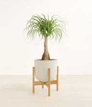 Load image into Gallery viewer, Natural Bamboo stand:bamboo