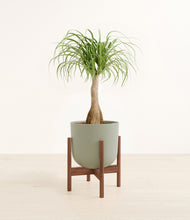 Load image into Gallery viewer, Sage Green stand:walnut