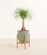 Load image into Gallery viewer, Sage Green stand:bamboo