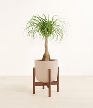 Load image into Gallery viewer, Sandy Pink stand:walnut