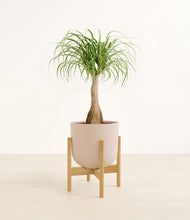 Load image into Gallery viewer, Sandy Pink stand:bamboo