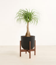 Load image into Gallery viewer, Stone Black stand:walnut