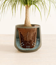 Load image into Gallery viewer, Olive stand:all