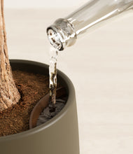 Load image into Gallery viewer, Olive stand:all