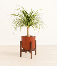 Load image into Gallery viewer, Earth Red stand:walnut