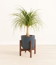 Load image into Gallery viewer, Iron Gray stand:walnut