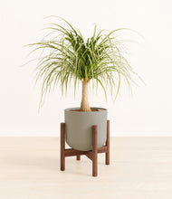 Load image into Gallery viewer, Sage Green stand:walnut