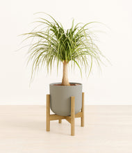 Load image into Gallery viewer, Sage Green stand:bamboo